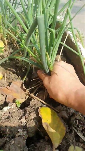 😱 harvest spring onion 😱😱😱 gardening #shorts #springonions #harvest