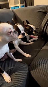 🌸 These Boston Terrier babies are ready to melt your heart and fill your home with happiness! 🐾✨ Don’t wait too long — they find homes fast! #BostonTerrierPuppies #RehomeDog #AdoptToday #PuppyLove #CuteBostonTerrier #DogAdoption #BostonTerrierAddict #NewBestFriend | Boston terrier puppies seeking for new homes