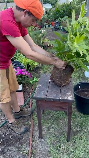 Part 2: Dividing the Japanese Sedge | Part 3 to Come #Gardening #PlantPropagation