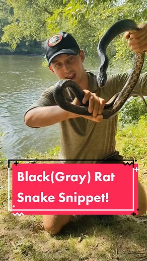 Black (Gray) Rat Snake Snippet! 🐍 #fyp #snake #ratsnake #blackratsnake #grayratsnake #colubrid #snakes #reptiles #tennesse #reptile #animal #animals #nature #wildlife #wild #america #unitedstates #newzealand #aotearoa #education #science #herpetology #travel #snakesoftennessee #pantherophis #pantherophisspilodes #beautiful