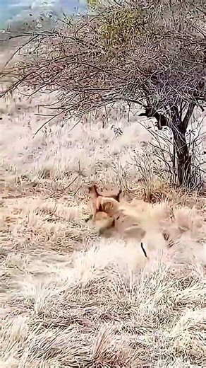 a sudden Rustle in the bush..A python strikes at a goat cub!