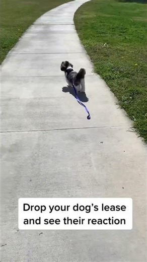 Funny and cute dogs compilation#funnydogs#cute#doglover#doglife#cure#dogshorts#pet#doglife#dogshorts