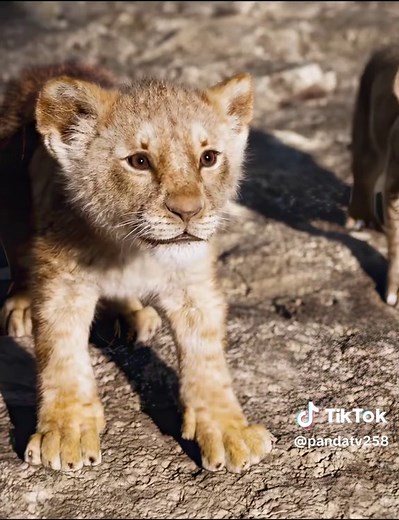 Mufasa Saves Simba: Hyena Trap and Scar’s Betrayal