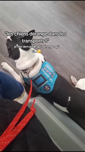 Chien d'assistance : qui dérange vraiment ?