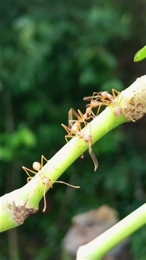 Ants 🐜🐜🐜🐜 # ants #antscanada #antscolony #antsegg #nature #yt #ytshorts