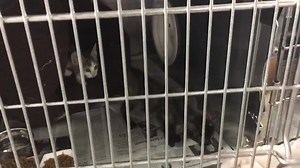 1.1K views · 57 reactions | RESCUED BY ALL 4 THE LOVE OF CATS! MINT,...