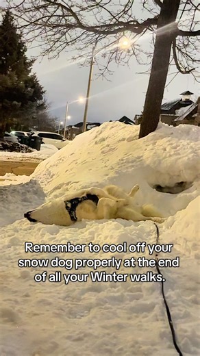 Silently Protesting Cold Walks: Tips for Snow Dogs