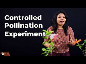 Controlled Pollination Experiment | Emasculation and Bagging of Flowers