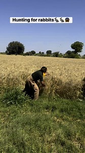 Hunting for rabbits🐇😱 #hunting #rabbits #rabbithunt #farming #fypシ | Hunting Adventure