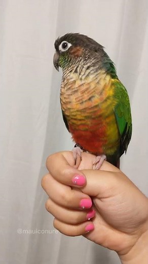 Talking Green Cheek Conure | Small Parrot Say His Name and Night Night