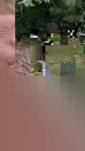 ⚠️ It's so important to know how to perform CPR on your dog ⚠️ #vet #CPR #pets | Vet On The Hill