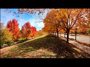 Stunning Fall Foliage: A walk through Vibrant Fall Colors in an American park