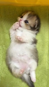 Cute Kitten Clips: Adorable Cat Moments in Short Videos
