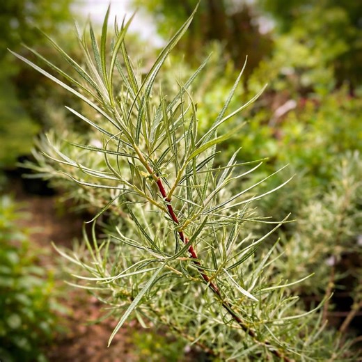 10 Rosemary Willow Tree Cuttings: Fast Growing Willow, Privacy Hedge, Bonsai Starter - Etsy