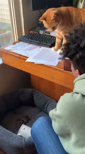 I didn’t do it!hehehe #foryou #humor #funny #funny #puppy #cat #catvsdog