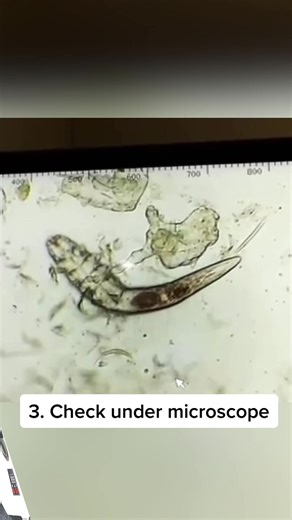 Understanding Itchy Skin in Dogs: The Skin Scrape Procedure