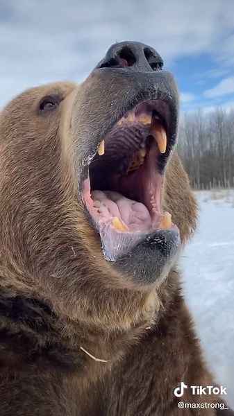 Best caption wins!!!! 🐻 #maxstrong #bear #Kodiak #grizzly #animals #foryou