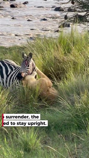 Zebra Kicks Lioness in Face After Ambush