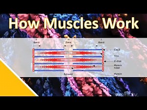 How Muscles REALLY Work: Sliding Filament Theory