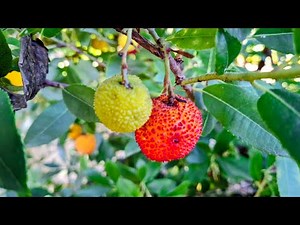 Strawberry Tree (Arbutus unedo) Varieties Collection at Orchard of Flavours