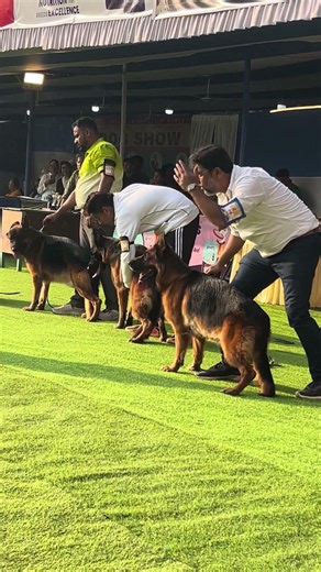 German Shepherd In Calcutta Kennel Club Dog Show #germanshepherd #dogyzlife #calcuttadogshow #kci