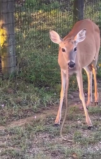 These deer in Florida are just built different! Check out this deer dining on a danger noodle!🦌🐍 VIA @floridafishingmate #florida #fl #ehp #evergladesholidaypark #deer #deers #okeechobee #floridaeverglades #everglades #southflorida #southfl #wildlife #viralvideo #snake | Everglades Holiday Park