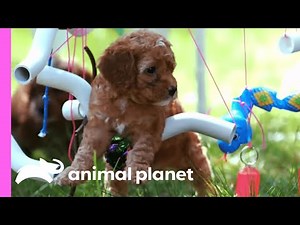 Cockapoo Puppies Train To Become Therapy Dogs | Too Cute