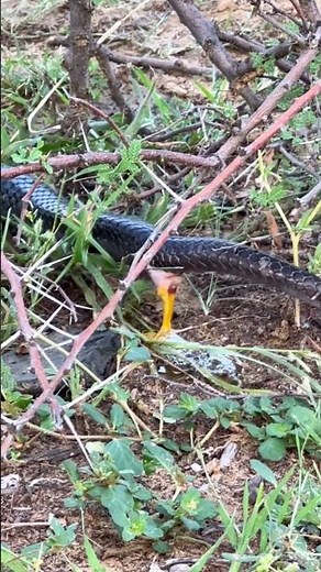 Rare Footage — Snake Defecating in the Wild! #shorts #snake #snacks #wildlife #yt