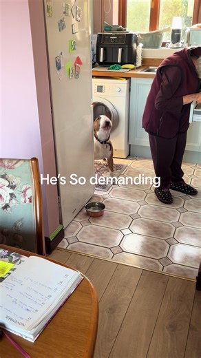 Understanding English Bull Terriers' Behavior