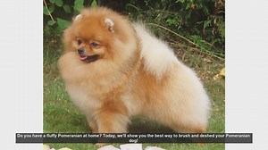 How to Brush and Deshed Your Fluffy Pomeranian: Essential Tips!