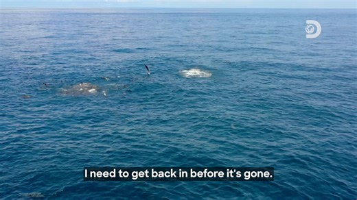 When small fish swarm in a tightly packed spherical formation around a common center, they form a bait ball. When small schooling fish are threatened by predators, they resort to this last-ditch defensive maneuver. In this episode, both the tuna and the dolphin tolerate each other's presence in order to benefit from the other's unique abilities in the presence of such a massive congregated prey. #DiscoveryEarthDay #SayNo2Plastic | Discovery Channel Southeast Asia
