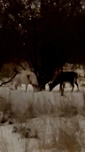 Turen på Kalvebod Fælled i aften mindede mig om hvorfor jeg elsker at male dyrene 🦌 Hvor er de smukke!!🤍🖤 #profetadk #alcoholink #artistlife #inspiration #whitedeer | profeta.dk