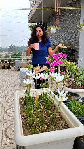 Humic acid, the best fertilizer for your plants #meditativegardening #gardening #humicacid