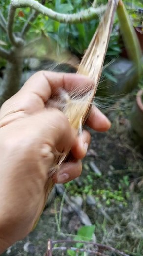 13 reactions · 6 comments | Adenium seeds #planting #gardening | Vilma Manicdog | Facebook