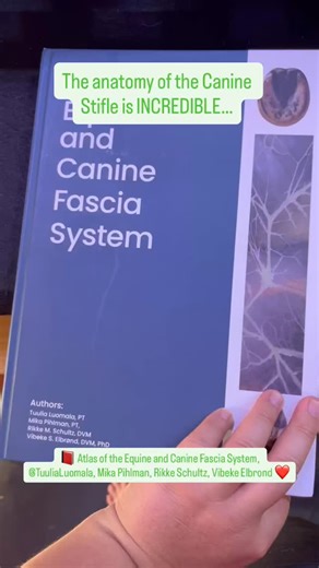 When we think about patellar alignment, there are so many anatomical structures at play! far beyond just the patella. From the femoral trochlea and retinacular tissues, to the quadriceps mechanism, patellar ligaments, joint capsule, crural fascia, infrapatellar fat pad, and surrounding musculature, patellar tracking reflects the balance between multiple soft-tissue and osseous contributors. This matters whether we’re looking at a post-operative stifle or managing patellar luxation conservatively