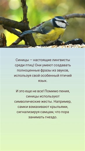 Как общаются синицы? 🤗🌲🐦