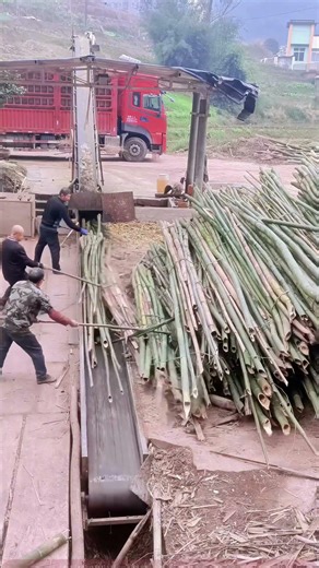 Bamboo Processing Factory: Workers Manually Move Bamboo Stalks to Conveyor Belt