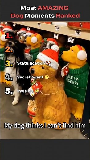 Most AMAZING Dog Moments Ranked