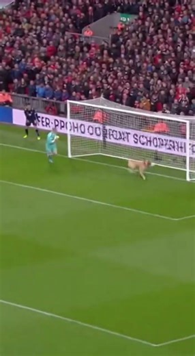 DOG INTERCEPTS Back-Pass… and SCORES! 🐶⚽🟨😱 #football #soccer #funnymoments