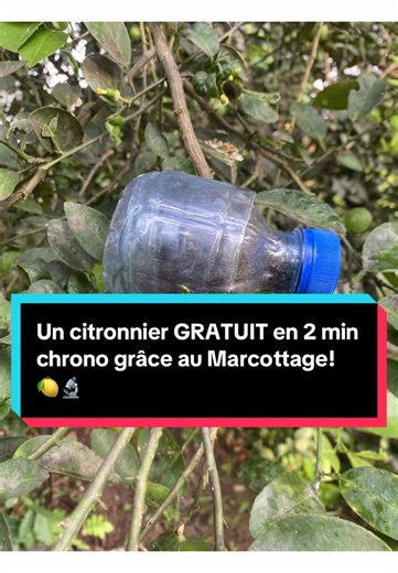 Multipliez vos arbres fruitiers avec le marcottage