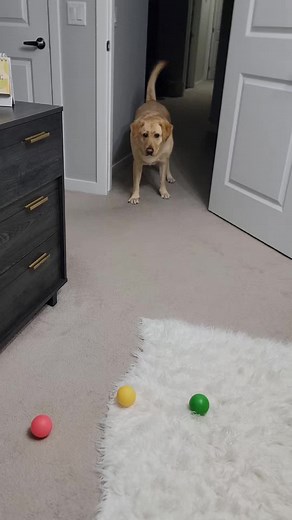 Effective Dog Training Techniques for Color Recognition