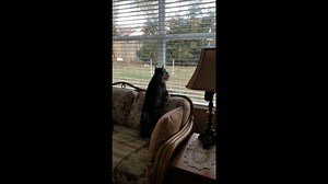 6.1K views · 572 reactions | Squirrel! Bark!! Bark!! Boing!!! Squirrel! Bark!! Bark!! Boing!!! Squirrel! Bark!! Bark!! Boing!!! | American Miniature Schnauzer Club | Facebook