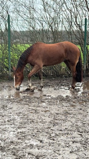 When your horse spots a muddy puddle 🐴🧡🤣