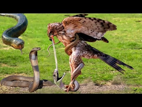 Eagle vs snake : see how it hunts the snake! #eagle #snake #snacks #wildlife #hen #wildanimals