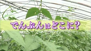 でんぷんはどこに？ | ふしぎがいっぱい （6年） | NHK for School