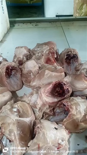 Chicken Run (@chickenrun378)’s videos with suara asli - ✯𝕼𝖚𝖊𝖊𝖓.𝕾𝖙𝖆𝖗✫𝙼𝚂𝙲𝄟