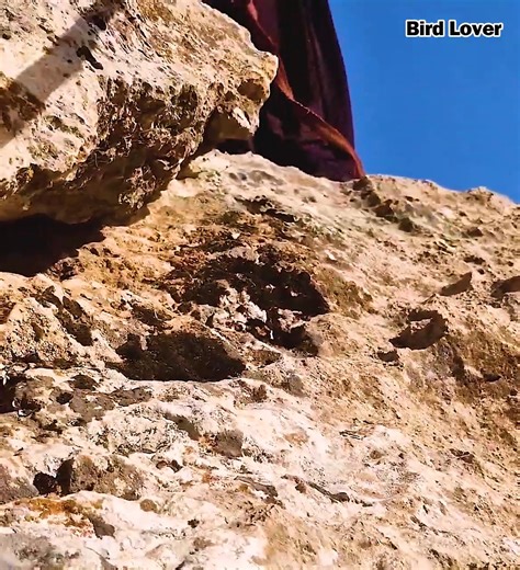 Homeless Mother Discovers Teenager’s Body in the Mountains | Bird Lover