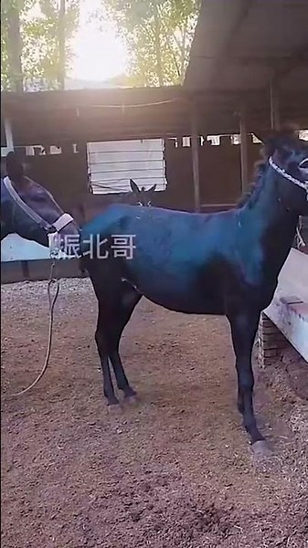 Funniest Donkey Ever Donkey Training the fun way 17