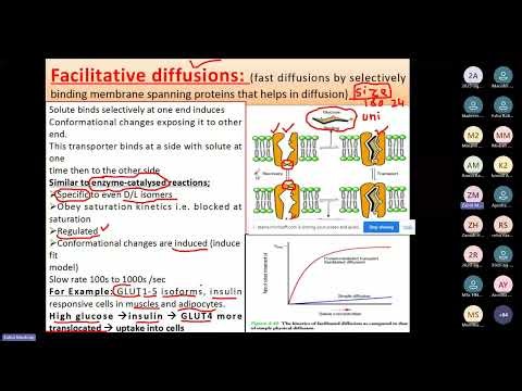 Facilitative diffusion, Active transport