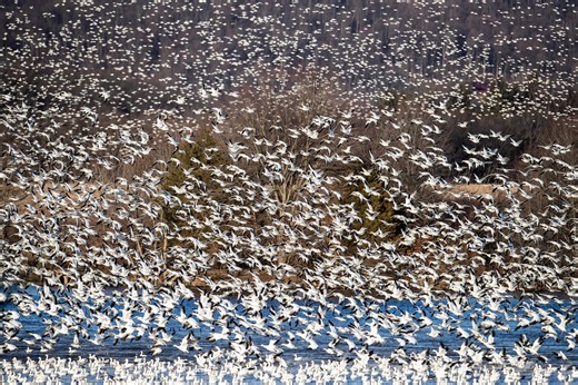 When and where will you be able to see huge flocks of snow geese in central Pa.?